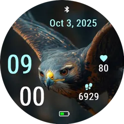 Hawk Soar
