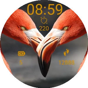 Flamingos