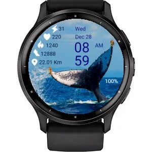 Whale 01