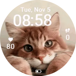 Orange Cat