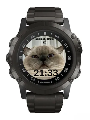 Cat · Στιγμιότυπο 1