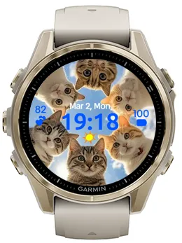 Six Cats