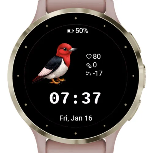 Cute Red Bird