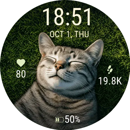 sleeping cat