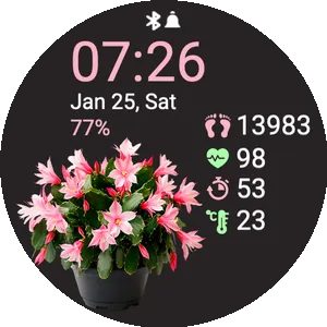 Pink Cactus