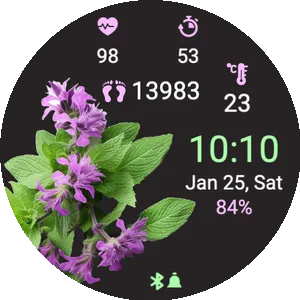 Catmint Flower