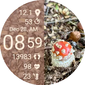 Fly Agaric Amanita Mushroom Fall Autumn